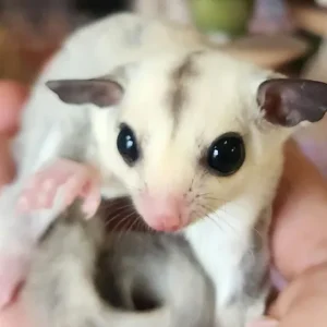 Carmine - Female Sugar Glider