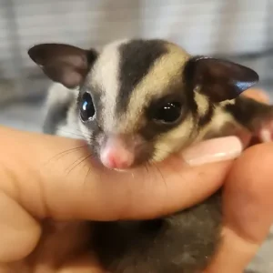 Doud - Male Sugar Glider