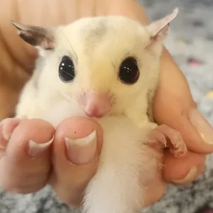 Fox - Female Sugar Glider