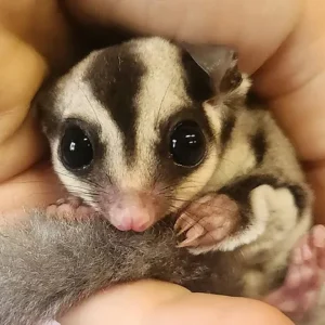 Lake - Female Sugar Glider