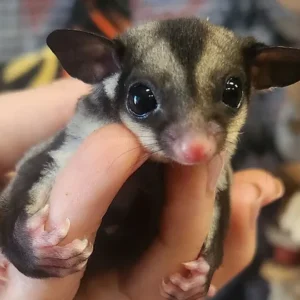 Leeza - Female Sugar Glider