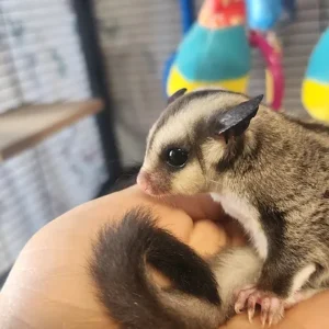 Malia - Female Sugar Glider2