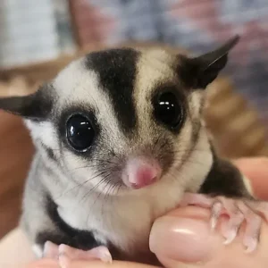 Mertle - Female Sugar Glider