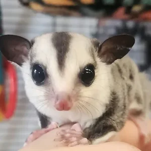 Millie- Female Sugar Glider