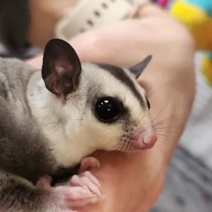 Nala - Female Sugar Glider