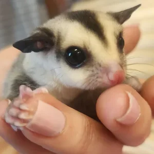 Nells - Male Sugar Glider