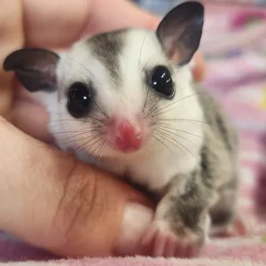 Rebel - Male Sugar Glider