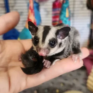 Taya - Female Sugar Glider