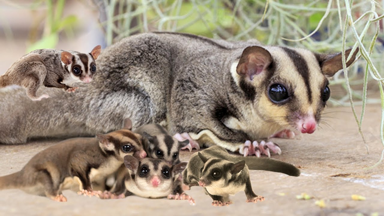 sugar gliders with babies